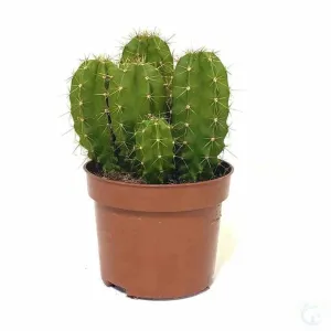 Adorn Your Home with the Exotic Echino Cactus | On Sale Now!